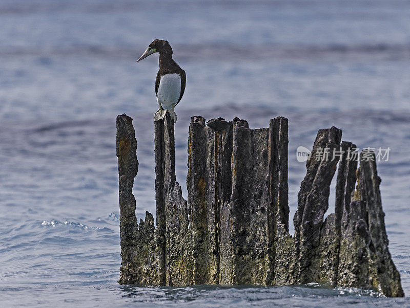 褐鲣鸟(Sula leucogaster)是鲣鸟科的一种大型海鸟。Papahānaumokuākea海洋国家纪念碑，中途岛，中途岛环礁，夏威夷群岛